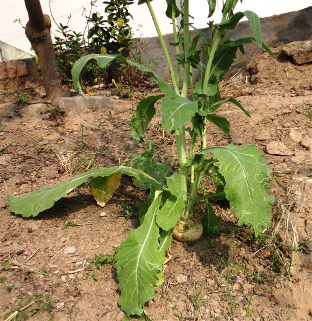  Basal part of plant